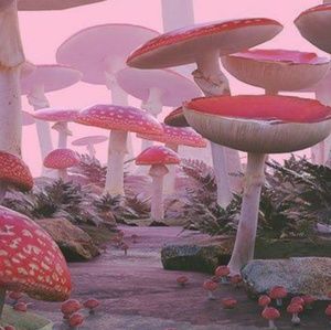 Meet your Posher, Sadie